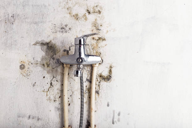 Best Mold Cleaning Services  in Pineville, NC