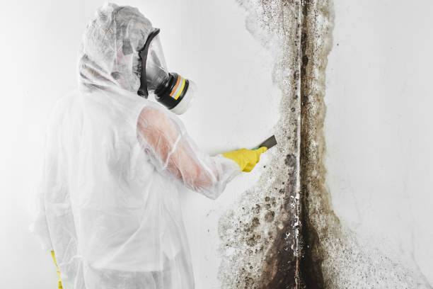 Best Toxic Mold Removal  in Pineville, NC