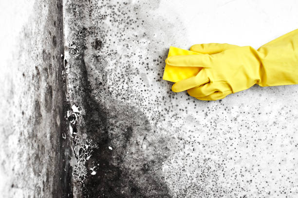 Trusted Pineville, NC Mold Removal Experts