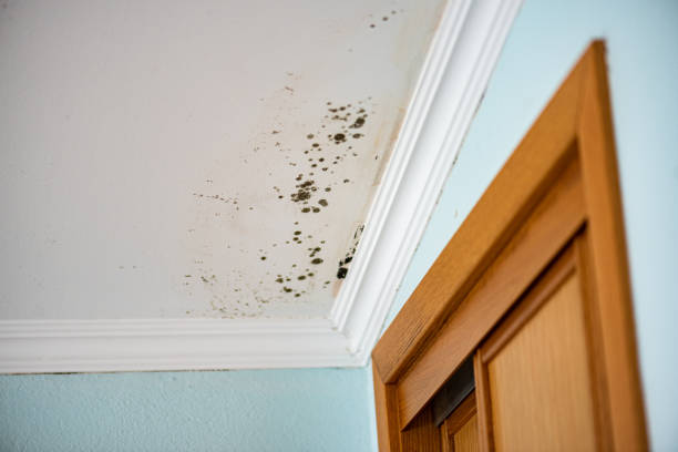 Trusted Pineville, NC Mold Removal Experts