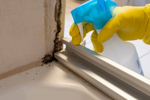 Best Mold Removal Company Near Me  in Pineville, NC