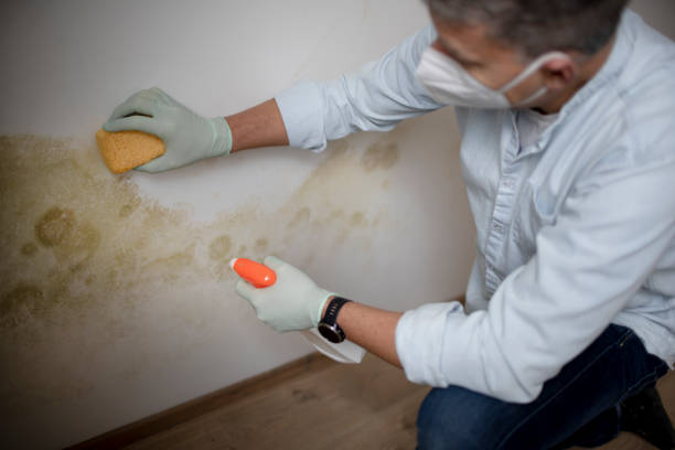 Best Mold Testing  in Pineville, NC