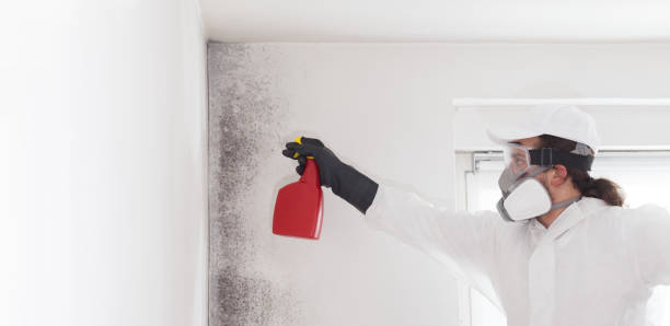 Best Home Mold Removal  in Pineville, NC
