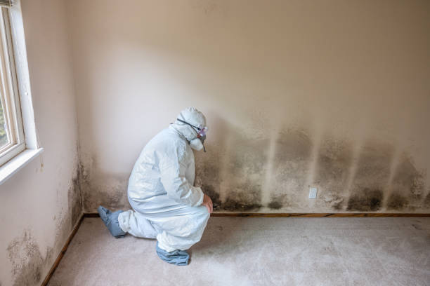 Best Best Mold Removal Companies  in Pineville, NC