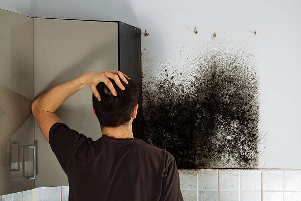 Best Mold Removal Near Me  in Pineville, NC