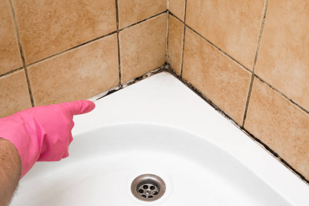  Pineville, NC Mold Removal Pros